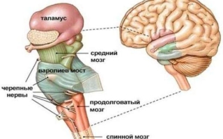 Стволовая часть головного мозга