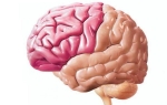 Функции лобных долей головного мозга человека