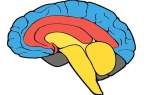 Неокортекс – новая кора головного мозга