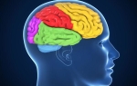 Строение и функции коры головного мозга