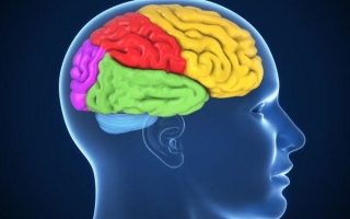 Строение и функции коры головного мозга