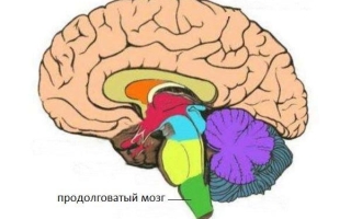 Анатомия и функции продолговатого мозга