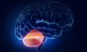 Строение и функции мозжечка головного мозга