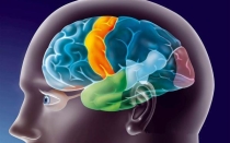 Что такое ирритация коры головного мозга