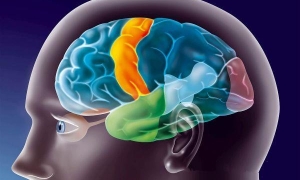 Что такое ирритация коры головного мозга