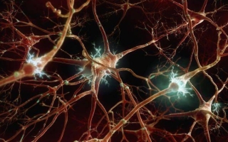 Нейроны головного мозга: что это такое, где находятся, функции
