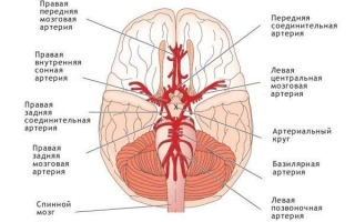 Особенности кровообращения головного мозга