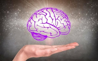 Как работает человеческий мозг