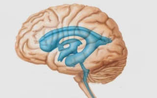 Желудочковая система головного мозга