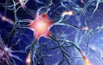 Что такое вставочный нейрон