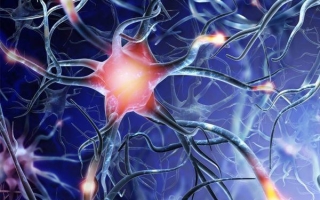 Что такое вставочный нейрон