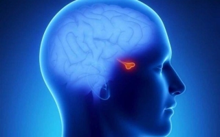 Признаки, лечение, последствия микроаденомы гипофиза головного мозга