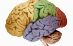 Зоны головного мозга и их функции