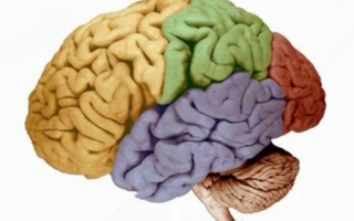 Зоны головного мозга и их функции