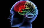 Структура головного мозга: строение и функции