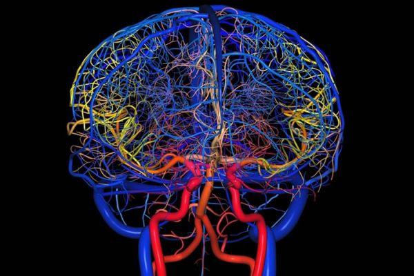 артерии и вены головного мозга