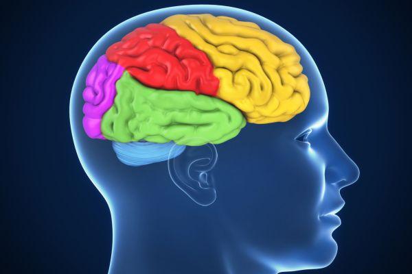 головной мозг человека