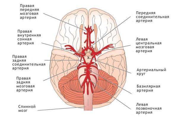 схема кровоснабжения мозга