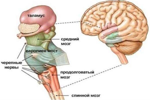 анатомия ствола мозга