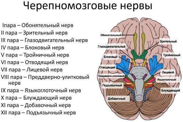 черепно-мозговые нервы