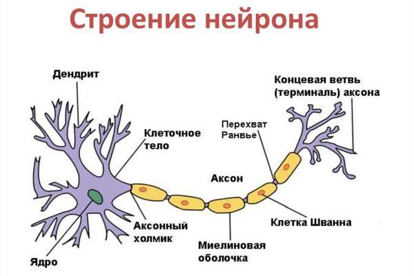 строение нейрона