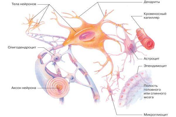 клетки нейроглии