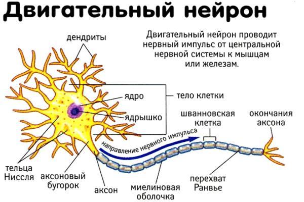 двигательный нейрон