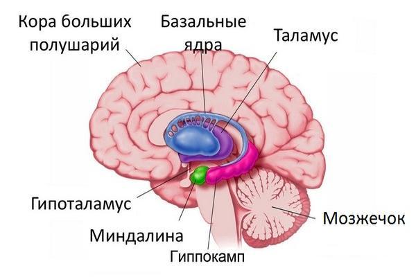 схема мозга