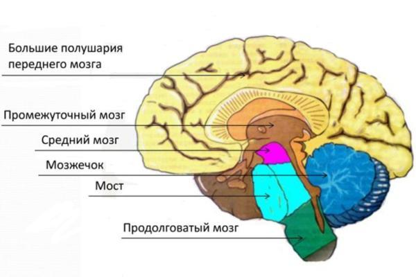 отделы мозга