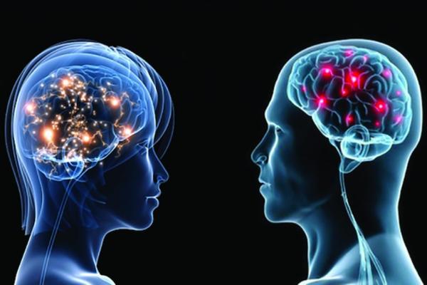 мозг мужчины и женщины