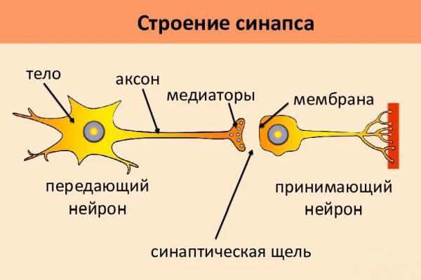 строение синапса